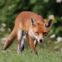 fox-shutterstock-1287511351-low-res-300x300