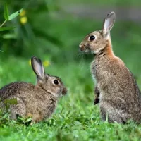 rabbits-shutterstock-1240326736-low-res-300x300