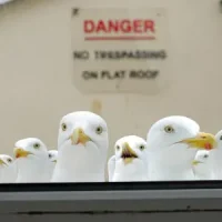 shutterstock-1053975344-gulls-at-window-resized-300x300